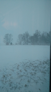 April Blizzard - Shelterbelts are key for cover (lone deer)