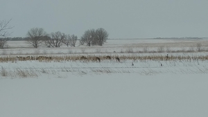 April Blizzard - Standing corn is a magnet