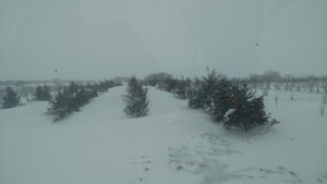 April Blizzard - More drifted treebelts