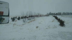 April Blizzard - Treebelts drifted in