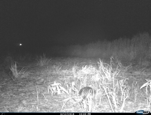 Pic 11