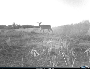 Pic 5