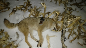 starting a little predator control